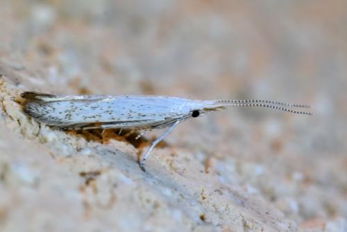 Coleophora sp.